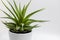 Potted Haworthia houseplant studio shot