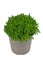 Potted `Hebe Armstrongii` hybrid plant on white background