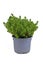 Potted Hebe \\\'Green Boys\\\' garden plant
