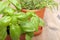 Potted Herbs - Basil and Rosemary