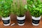 Potted herbs with labels