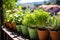 potted herbs lined up on a sunny balcony