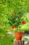 Potted hibiscus plant, in garden