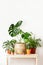 Potted home plants front view, home gardening concept