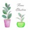 Potted home plants isolated on white in watercolor. Ficus Elastica