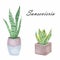 Potted home plants isolated on white in watercolor. Sansevieria