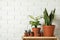 Potted home plants on wooden crate against brick wall