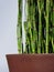 Potted Horsetail