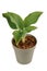 Potted `Hosta Halcyon` plant on white background
