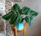 Potted houseplant calathea in a Biscay Green pot near a gray wall on a wooden stand