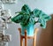 Potted houseplant calathea in a Biscay Green pot near a gray wall on a wooden stand