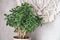 Potted houseplant fatty woman stands on a wooden table against