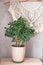 Potted houseplant fatty woman stands on a wooden table against