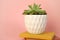 Potted houseplant on heap of colourful books. Succulent plant in ceramic pot in pink interior. Home decor.