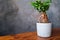 Potted houseplant in stylish interior. Copy space. Ficus Ginseng bonsai tree in flower pot. Home gardening concept.