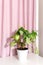 Potted Houseplant syngonium on table, pink fabric curtain with drapery.