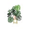 Potted houseplant vector illustration. philodendron on a pot stand.