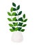 Potted houseplant vector illustration of zamioculcas