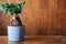 Potted houseplant in wooden modern interior. Copy space. Ficus Ginseng bonsai tree in flower pot.