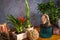 Potted houseplants. Home garden, flower pots on wooden table.