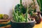 Potted houseplants in modern interior. Succulents and cacti. Home decoration with houseplants.