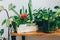 Potted houseplants on wooden desk in stylish interior. Room decoration with indoor plants.