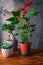 Potted houseplants on wooden table against wall with contrast patterned shadows. Home gardening. Indoor plants.