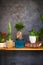 Potted houseplants on wooden table, dark textured wall on background. Houseplants in stylish interior.