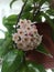 Potted Hoya carnosa the porcelainflower or wax plant in full bloom in interior