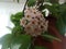 Potted Hoya carnosa the porcelainflower or wax plant in full bloom in interior