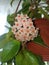 Potted Hoya carnosa the porcelainflower or wax plant in full bloom in interior