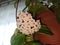 Potted Hoya carnosa the porcelainflower or wax plant in full bloom in interior