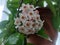 Potted Hoya carnosa the porcelainflower or wax plant in full bloom in interior