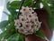 Potted Hoya carnosa the porcelainflower or wax plant in full bloom in interior