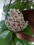 Potted Hoya carnosa the porcelainflower or wax plant in full bloom in interior