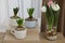 Potted hyacinth plants and tulips with bulbs on wooden table