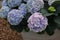 Potted hydrangea plant with beautiful flowers outdoors, closeup