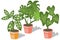Potted Indoor Green House Plants