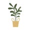 Potted Indoor leaves in rattan natural pot modern house plant