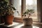 potted indoor plant on sunny windowsill, view of the outside world