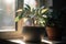 potted indoor plant on sunny windowsill, view of the outside world