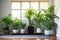 potted indoor plants displayed in a modern house setting