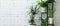 potted indoor plants on stand by white brick wall. air purifying houseplants. banner copy space