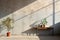 Potted indoor plants in a sunny room