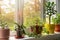 potted indoor plants on sunny windowsill