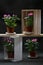 Potted indoor rose bushes on a dark background