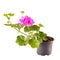 Potted ivy geranium or cascading geranium