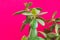 Potted jade plant money tree on painted fuchsia pink wall background. Fresh green vibrant leaves. Room plants interior decoration