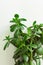 Potted jade plant money tree on painted white background. Fresh green vibrant leaves. Room plants interior decoration urban jungle