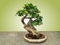 Potted Japanese Bonsai Tree Isolated on Green Background